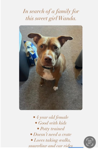 American Pit Bull Terrier – Looking for a home for Wanda