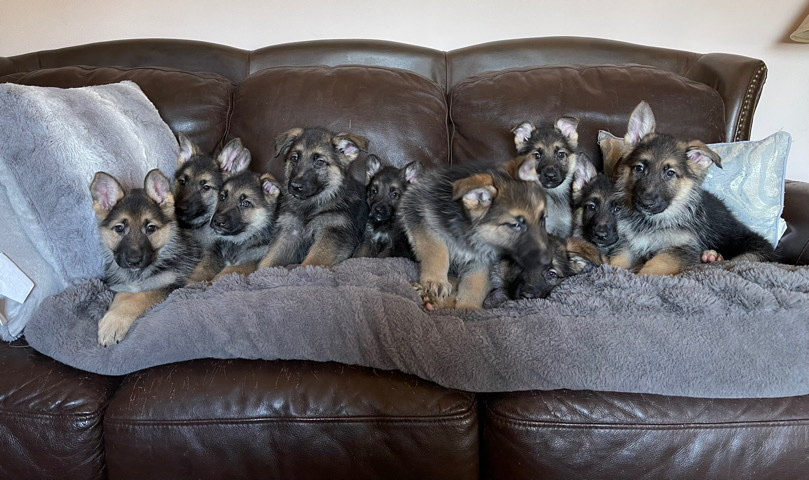 German Shepherd – German Shepherd puppies