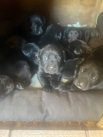 Labrador Retriever – Puppies <3