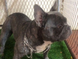French Bulldog - فرنش بول دوق available for adoption in Dubai