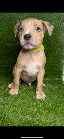 American Bulldog – American bandogge mix