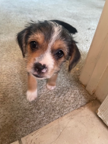 Yorkshire Terrier – Chorkie(Chihuahua Yorki)Pups for adoption!