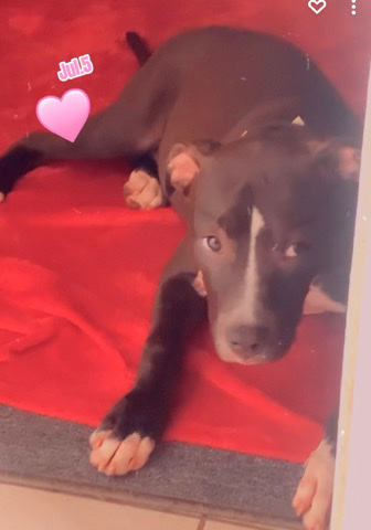 American Pit Bull Terrier – Labrabull Puppy For Sale ( Female)