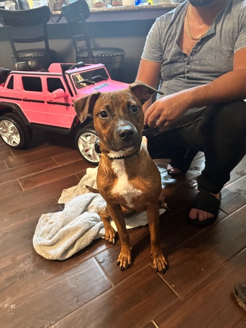 Kid-friendly, lost dog in foster care seeks loving home. Gentle, playful, perfect family pet!