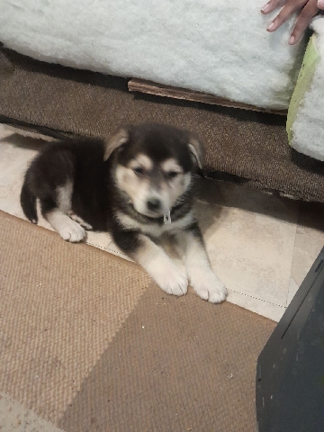 Alaskan Malamute – selling my puppy