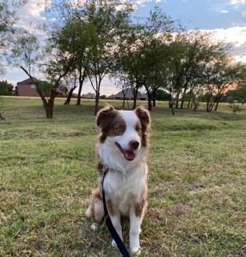 Miniature American Shepherd – Stud: Loki, Mr. Ready to go