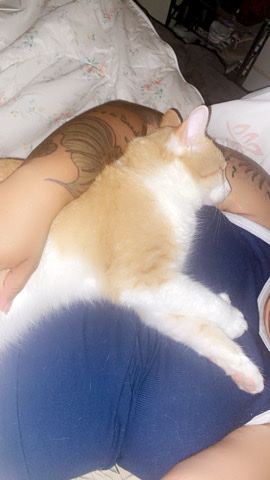 adult male orange cat