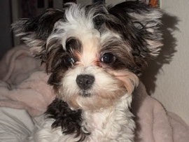 Shih Poo – puppy shihpoo! – Savannah