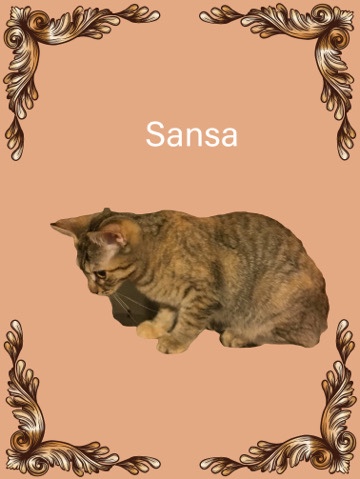 Bengal – Beautiful Bengal in need of forever home