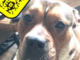 American Bulldog – bully – Grand Rapids