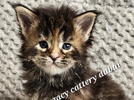 Maine Coon – mainecoon female kitten – Dubai