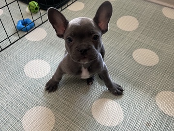 French Bulldog – Cute 3 Month Frenchie – Plano