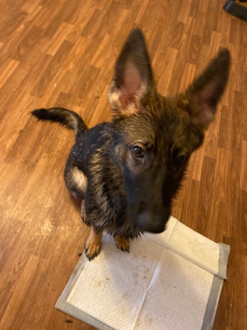 German Shepherd – German Shepherd