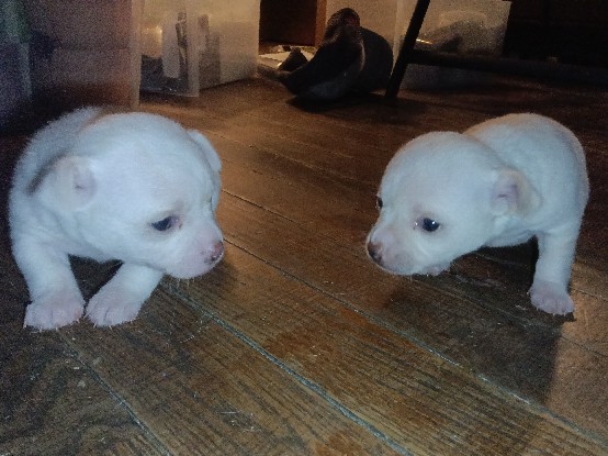 Chihuahua – 4 week old deer headed Chihuahua's for sale – Steelville