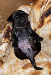 Pug – Dara