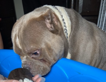 Toy Bulldog – selling bully