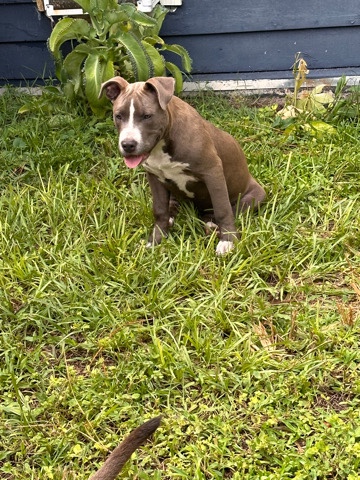 American Pit Bull Terrier – she needs her furever home