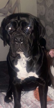 Cane Corso – bella