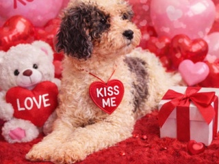 Cavapoo – Cavapoos – Lawrenceville