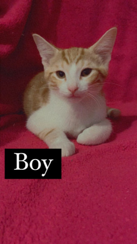 Russian White, Black and Tabby – baby cats
