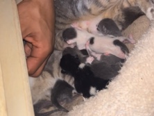 baby kittens – Port Saint Lucie