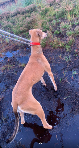 Saluki – saluki