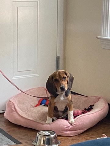 Beagle – Beagle dog