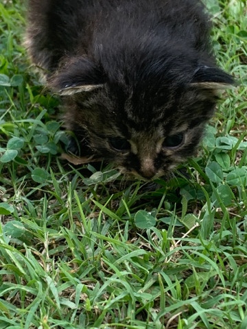 Russian White, Black and Tabby – 2 Kittens (Free)