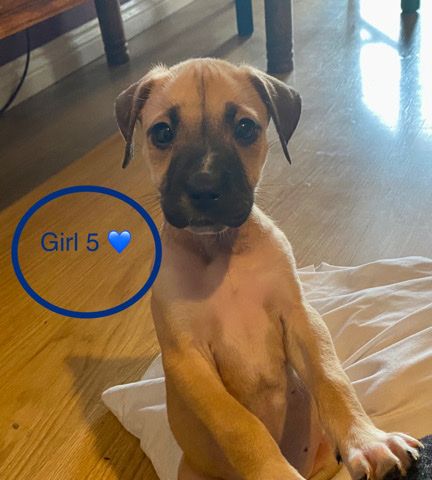 Staffordshire Bull Terrier – staffy cross puppies