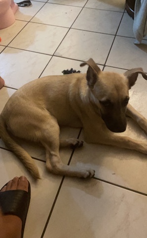 German Shepherd – german Shepard mix