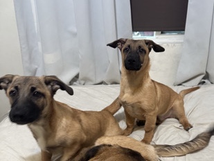 2 small puppies and 1 bigger puppy – Los Angeles