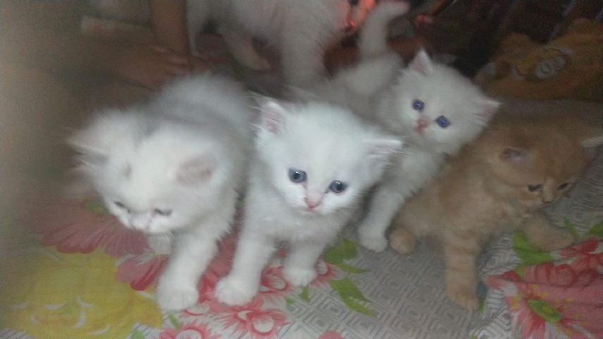 Persian (Traditional) – kittens for sale