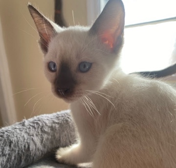 Siamese – Siamese kitten