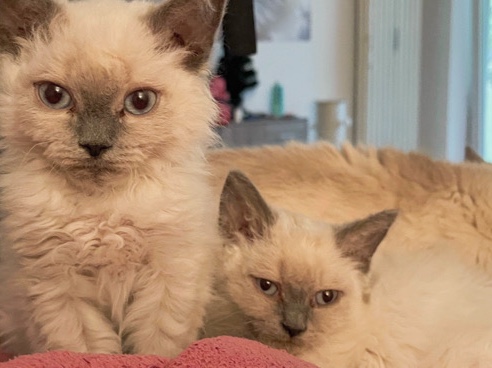 Ragdoll – Wunderschöner Kittenmix – Völklingen