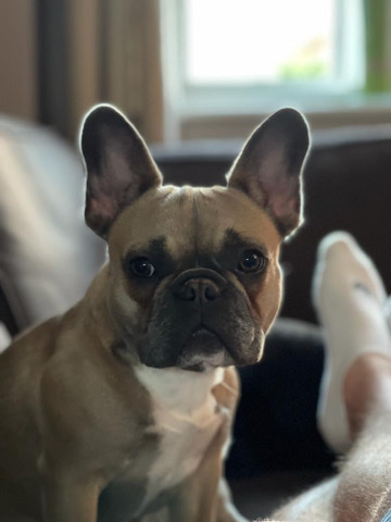 French Bulldog – 3 year old female French Bulldog for sale
