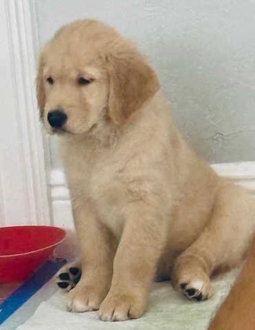 Golden Retriever – Golden Retriever puppies