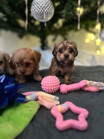 Morkie pups