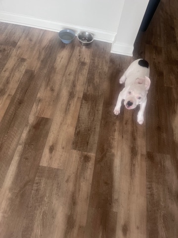 American Pit Bull Terrier – Pure Pit for sell