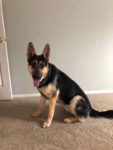 German Shepherd – pure breed German Shepherd make