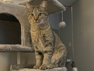 American Shorthair – Cute Kitty Needs a New Home! – Owings Mills
