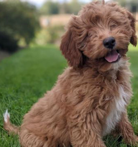 Poodle – loving and caring brittnepoo