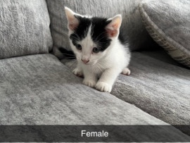 Friendly Kittens for Sale in Des Plaines – 12 Weeks Old – Des Plaines