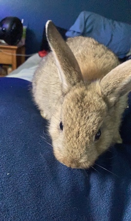 Mini Rex – Mini Rex Babies