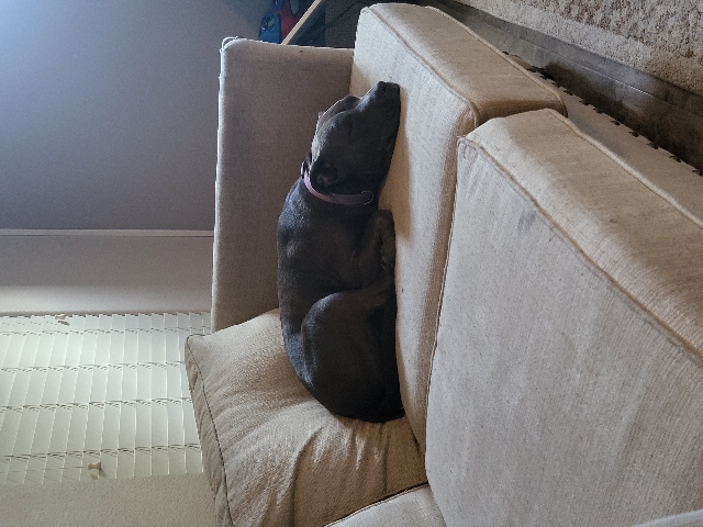American Pit Bull Terrier – Affectionate dog needs good home