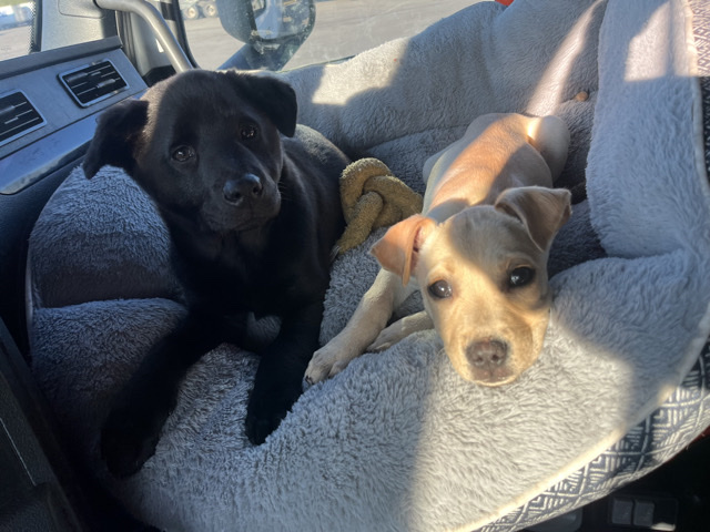 2 puppies (chow chow and pitbull) $500. $250 each