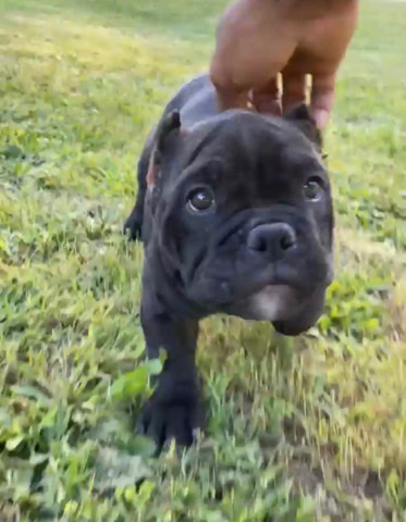 American Pit Bull Terrier – micro bully for sale