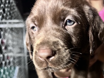Labrador Retriever – AKC Lab Puppies – San Diego
