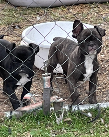 French Bulldog – French bulldog