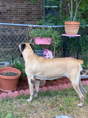 English Mastiff – English Mastiff