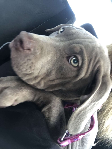 American Bulldog – selling my xl bully